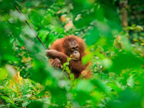 Orang-Utan, sichtbar durch das Gestrüpp im Sepilok Orangutan Rehabilitation Centre auf Borneo in Malaysia