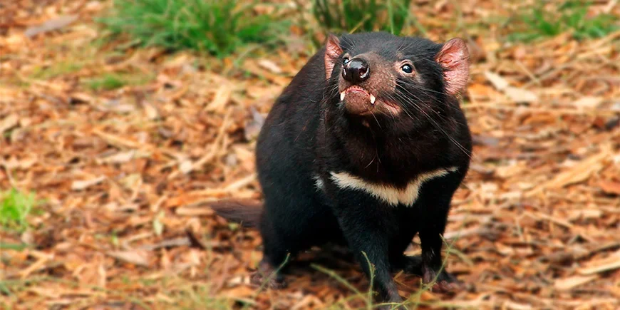 Tasmanischer Teufel in Australien