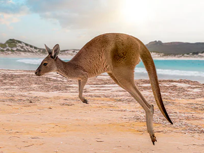 Springendes Känguru auf Kangaroo Island in Australien