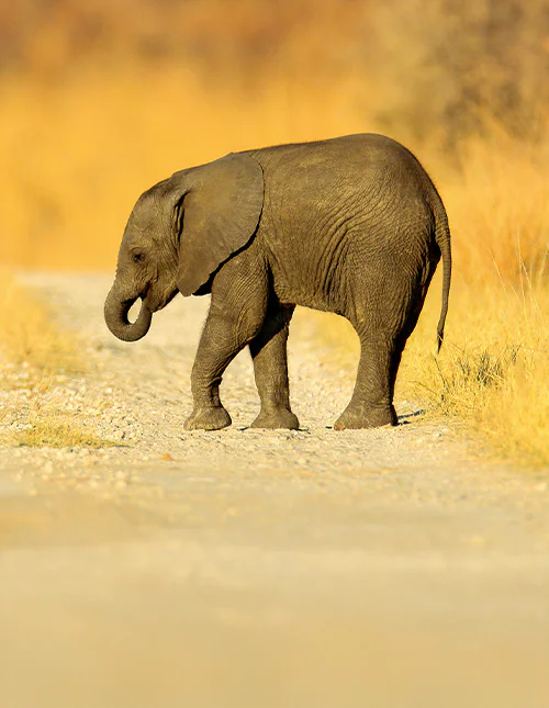 Junger, verirrter afrikanischer Elefant auf der Schotterpiste im Chobe-Nationalpark, Botswana.