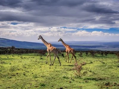 Zwei Giraffen gehen durch die Serengeti