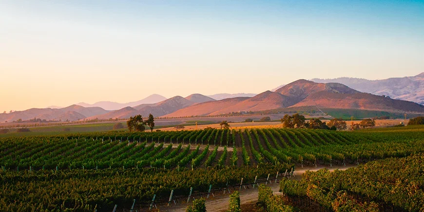 Weinberge in Santa Ynez im Sonnenuntergang