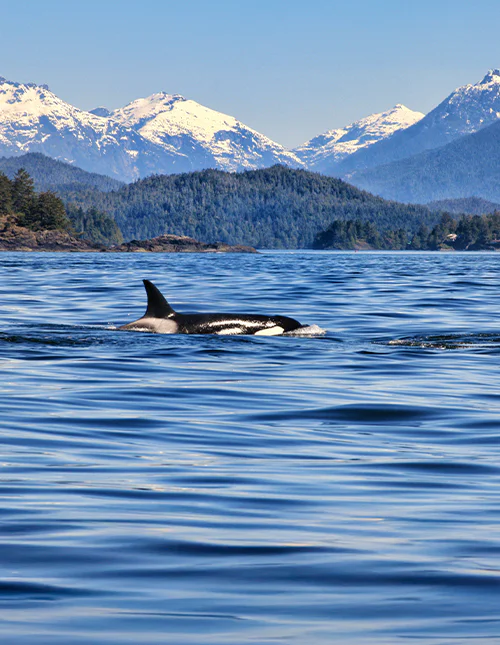 Ein Orca, gesichtet auf einer Walbeobachtungstour in Tofino auf Vancouver Island, vor der Kulisse der Berge