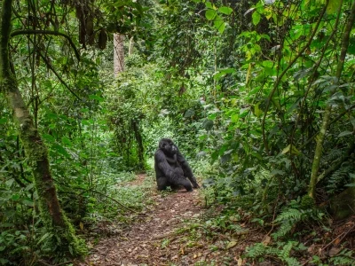 Ein Gorilla steht auf dem Pfad in Bwindi, Uganda