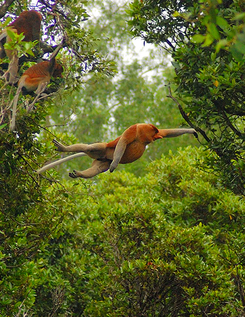 Die Nasenaffen, eine auf der Insel Borneo endemische Art.