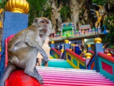 Ein Affe sitzt am Fuße der Treppe bei den Batu Caves in Malaysia