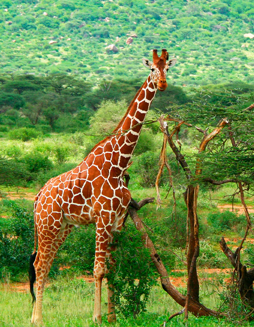 Eine Giraffe steht zwischen grünen Bäumen in der afrikanischen Natur