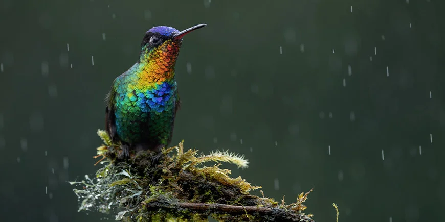 Vogel auf einem Ast im Nationalpark in Costa Rica während es regnet