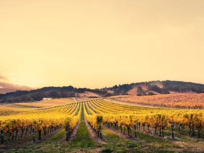 Weinberge in Australien