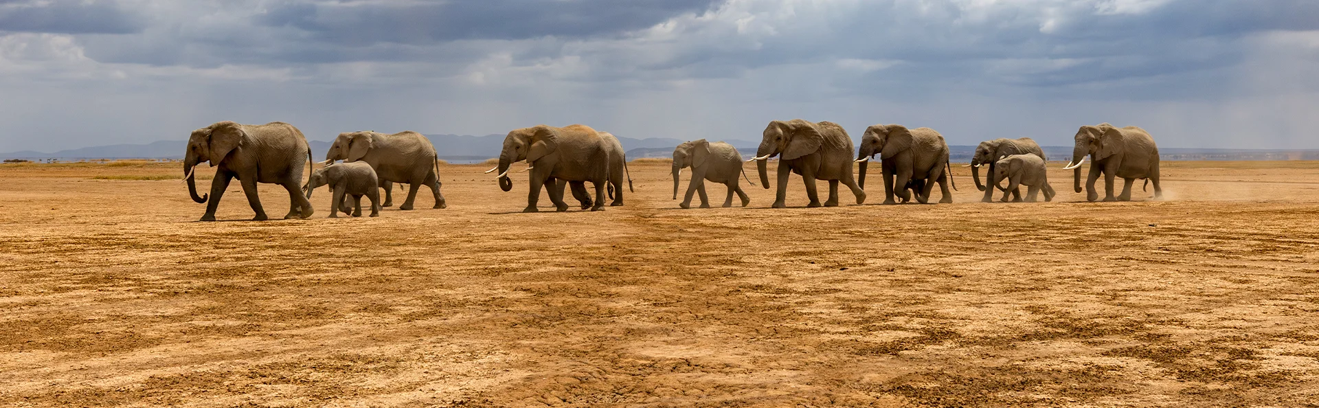 Im Amboseli-Nationalpark in Kenia laufen Elefanten im Gänsemarsch.