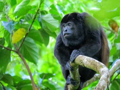 Ein Brüllaffe sitzt in einem Baum im Corcovado-Nationalpark, Costa Rica