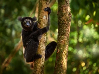 Indri-Lemur inmitten üppigen Grüns auf Madagaskar