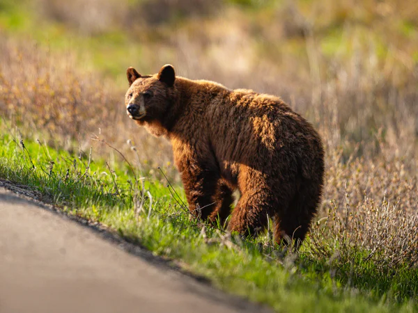 Bär am Straßenrand im Waterton-Nationalpark in Kanada