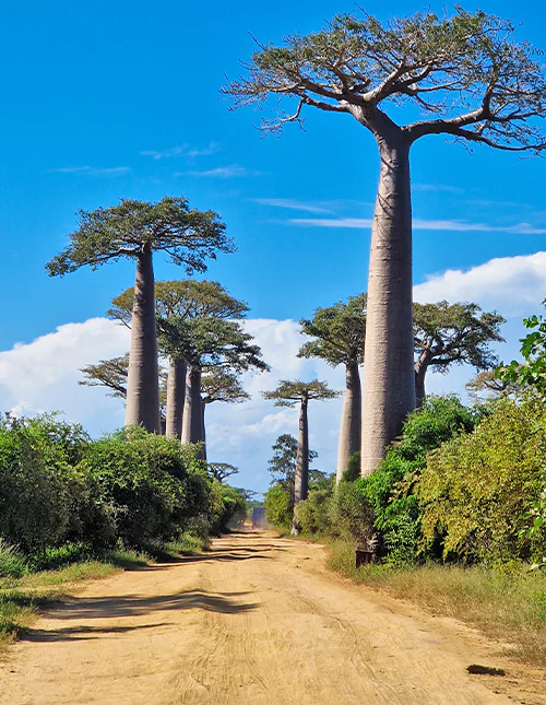 Baobab-Allee auf Madagaskar