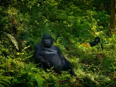 Zwei Gorillas blicken im Bwindi-Impenetrable-Nationalpark in Uganda direkt in die Kamera.