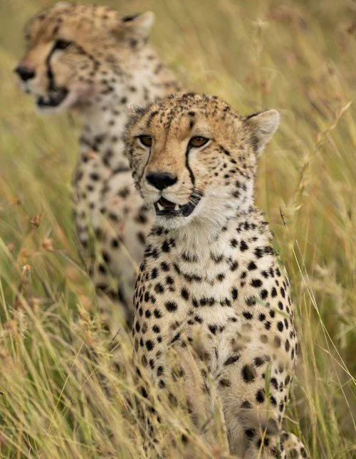 Nahaufnahme von zwei Leoparden