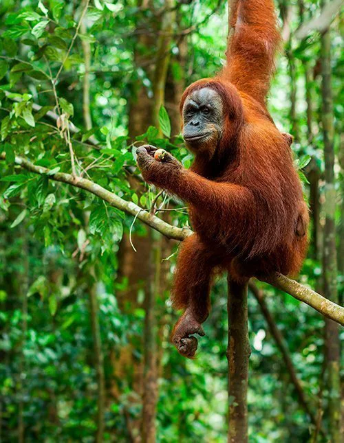 Ein Orang-Utan sitzt auf einem Ast in einem üppigen Dschungel