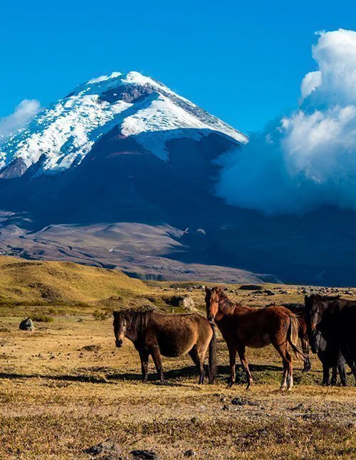 Eine Herde Wildpferde auf der Ebene vor dem Vulkan Cotopaxi in Ecuador