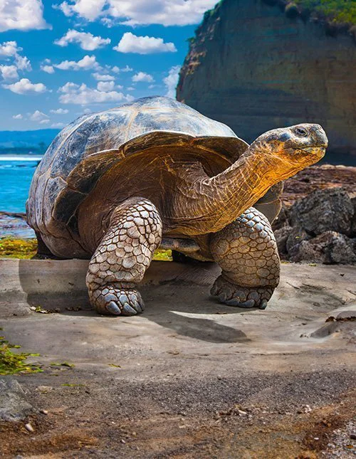 Galápagos-Riesenschildkröte auf den Galápagos-Inseln