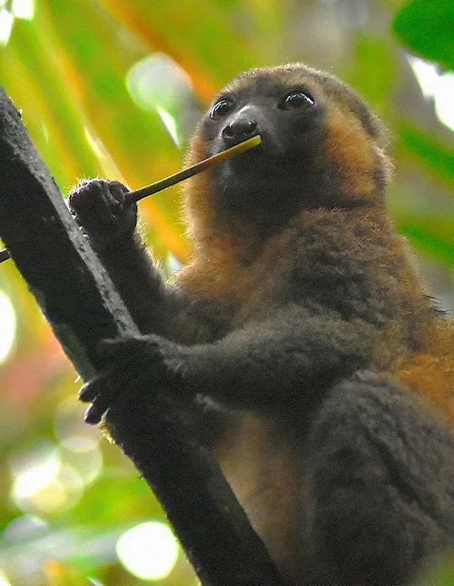 Ein Lemur sitzt auf einem Ast und frisst Bambus im Nationalpark Ranomafana auf Madagaskar