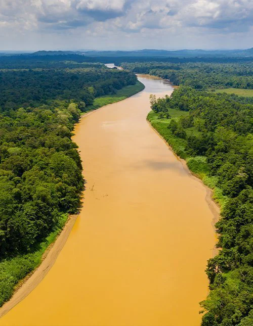 Drohnenaufnahme des Flusses Kinabatangan auf Borneo